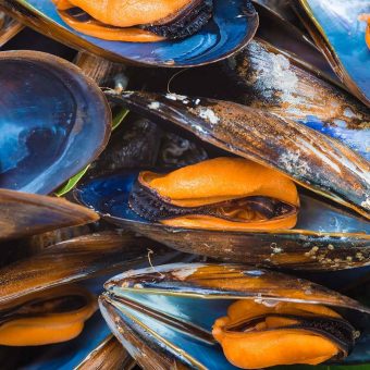 mussel-wednesdays-fridays